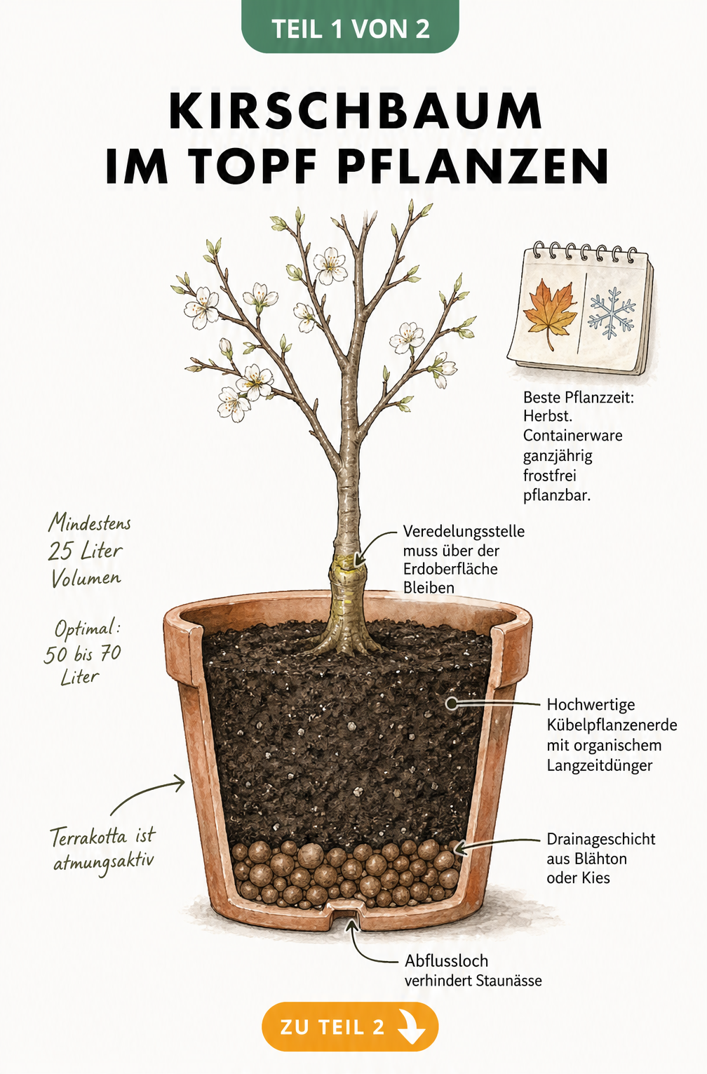 Querschnitt eines Terrakotta-Topfes mit einem frisch gepflanzten Kirschbaum, der Drainage, Erde und Veredelungsstelle zeigt