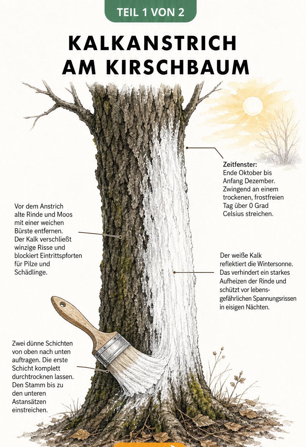 Illustration eines Kirschbaumstamms mit weißem Kalkanstrich und Pinsel im Spätherbst