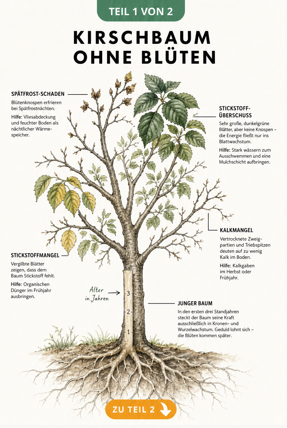 Botanische Illustration eines Kirschbaums im Querschnitt mit Erklärungen zu Spätfrost, Stickstoff-Überschuss und Nährstoffmangel