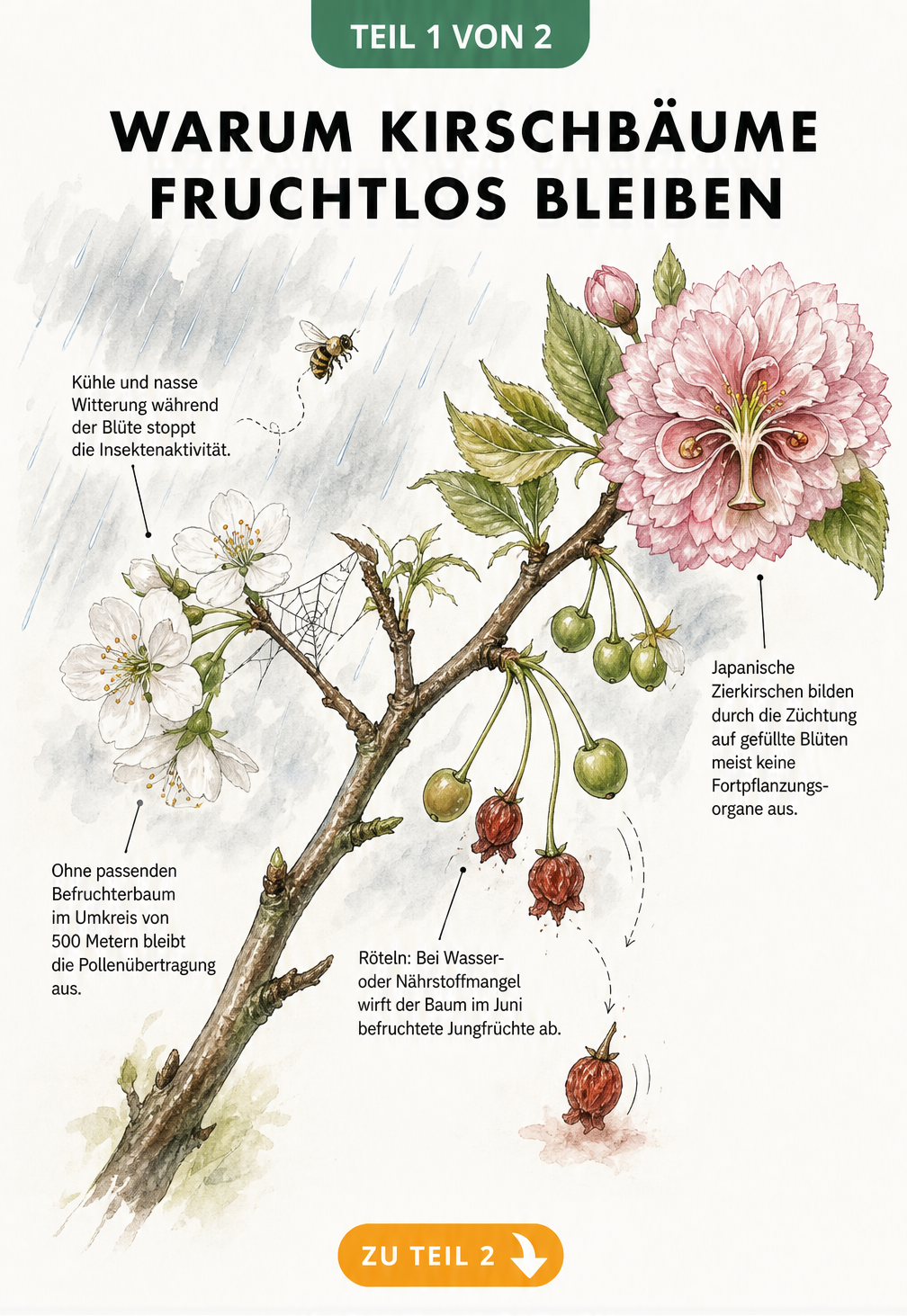Botanische Illustration eines Kirschastes, die Ursachen für fehlende Früchte wie Witterung, fehlende Befruchter, Röteln und Zierkirschen-Züchtung zeigt.