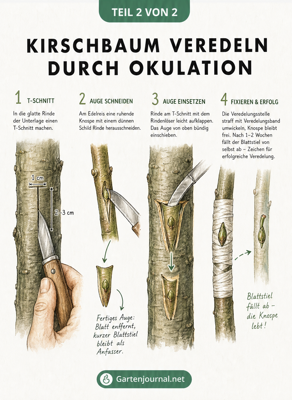 Schritt-für-Schritt-Anleitung zur Okulation am Kirschbaum mit T-Schnitt und Einsetzen des Auges