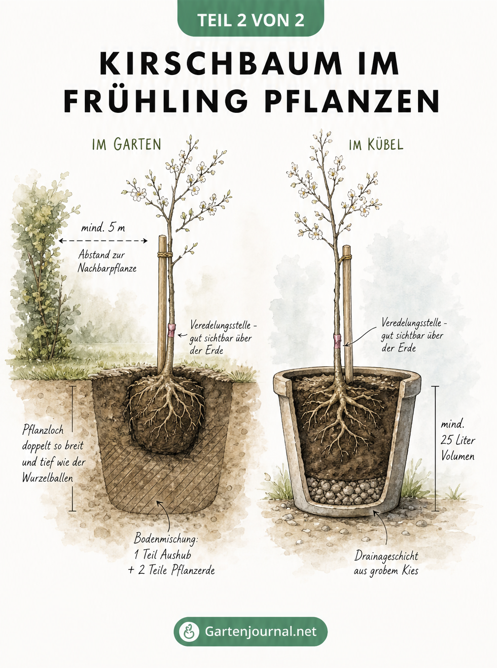 Querschnitt-Zeichnung zur Pflanzung eines Kirschbaums im Gartenboden und im Kübel mit Maßangaben