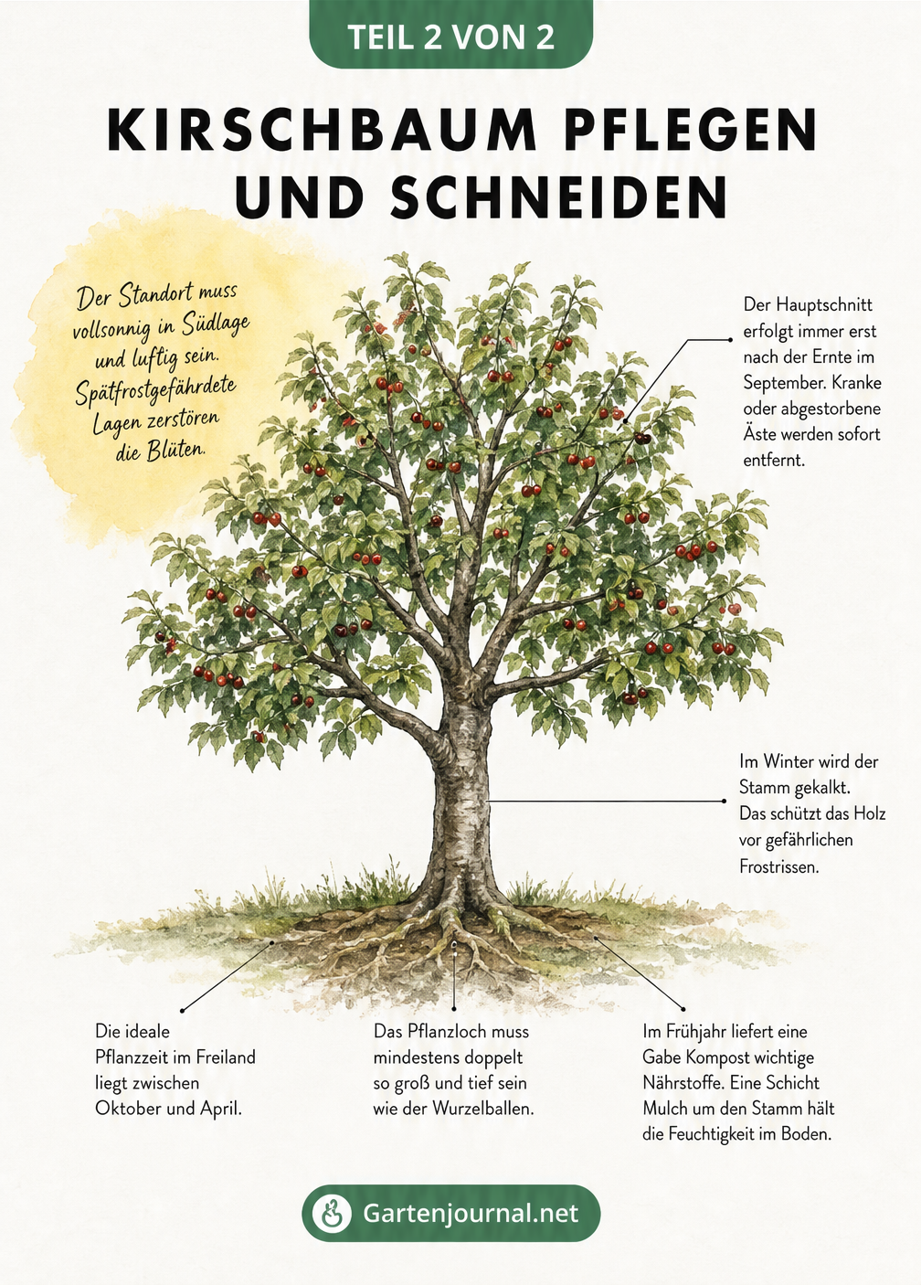 Illustration eines Kirschbaums mit Pflegeschritten im Jahresverlauf wie Schnitt, Kalken und Düngen