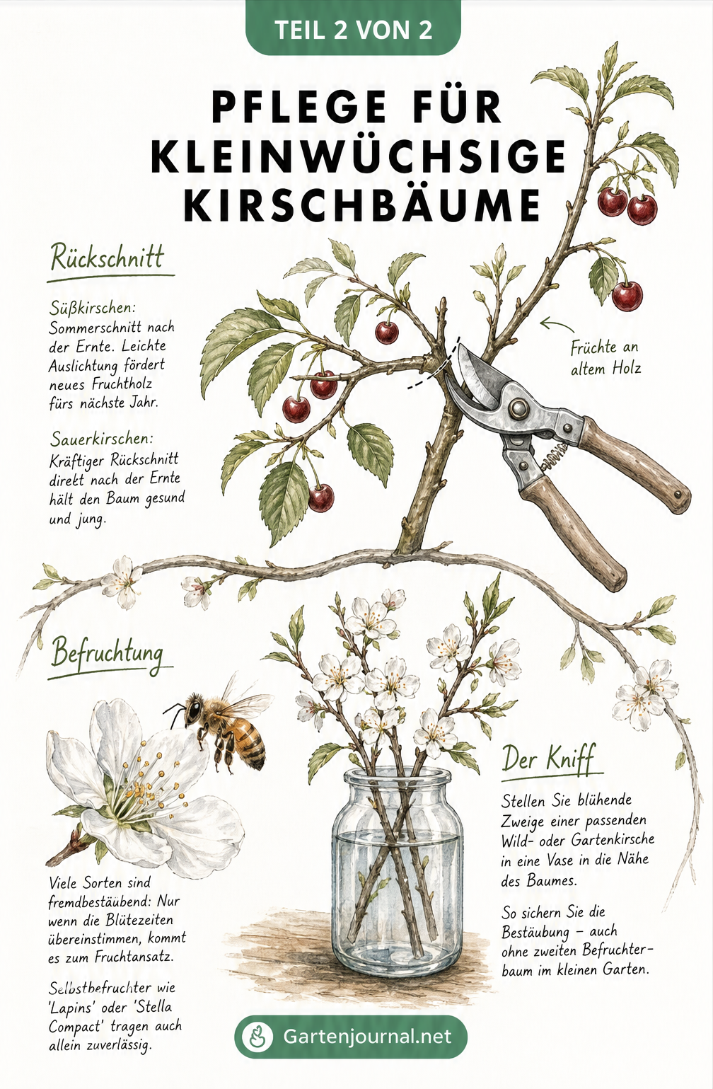 Zeichnung zur Pflege von Kirschbäumen mit Gartenschere beim Rückschnitt und Biene an Kirschblüte