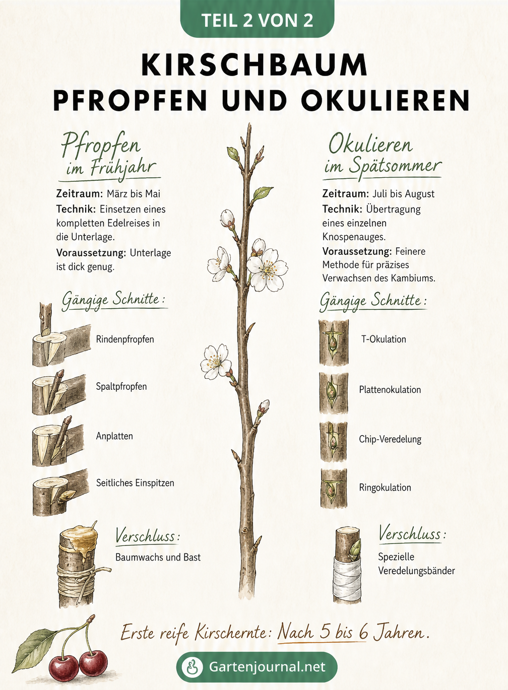 Illustration der Veredelungstechniken Pfropfen im Frühjahr und Okulieren im Spätsommer an einem Kirschbaum