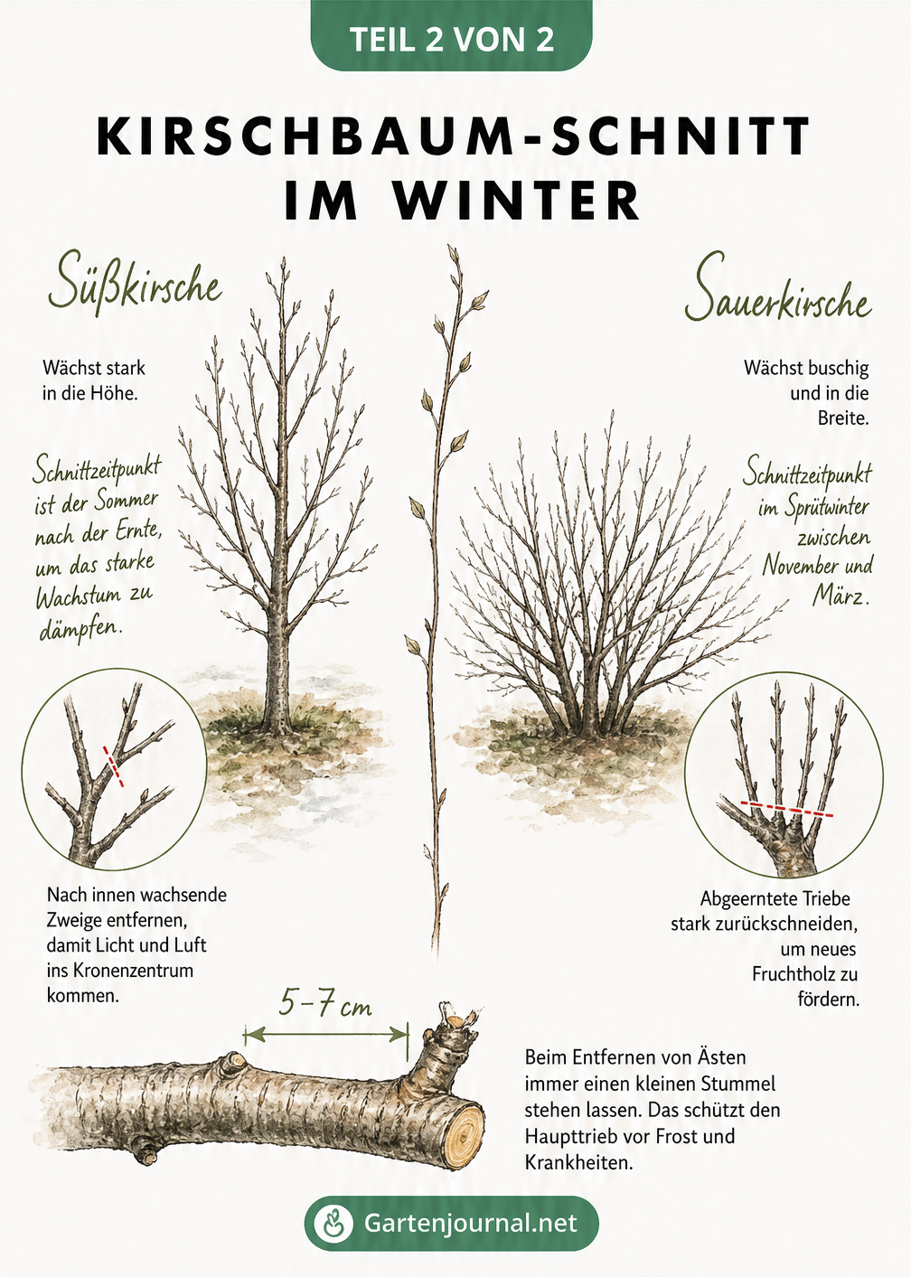 Vergleich der Wuchsformen und Schnittregeln von Süßkirsche und Sauerkirsche im Winter