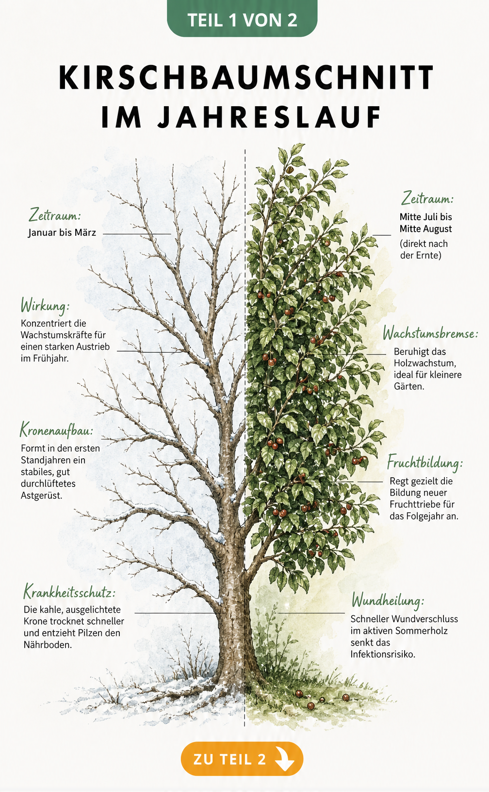 Botanische Illustration eines Kirschbaums, der in eine kahle Winterhälfte und eine belaubte Sommerhälfte geteilt ist, mit Erklärungen zum Winterschnitt und...