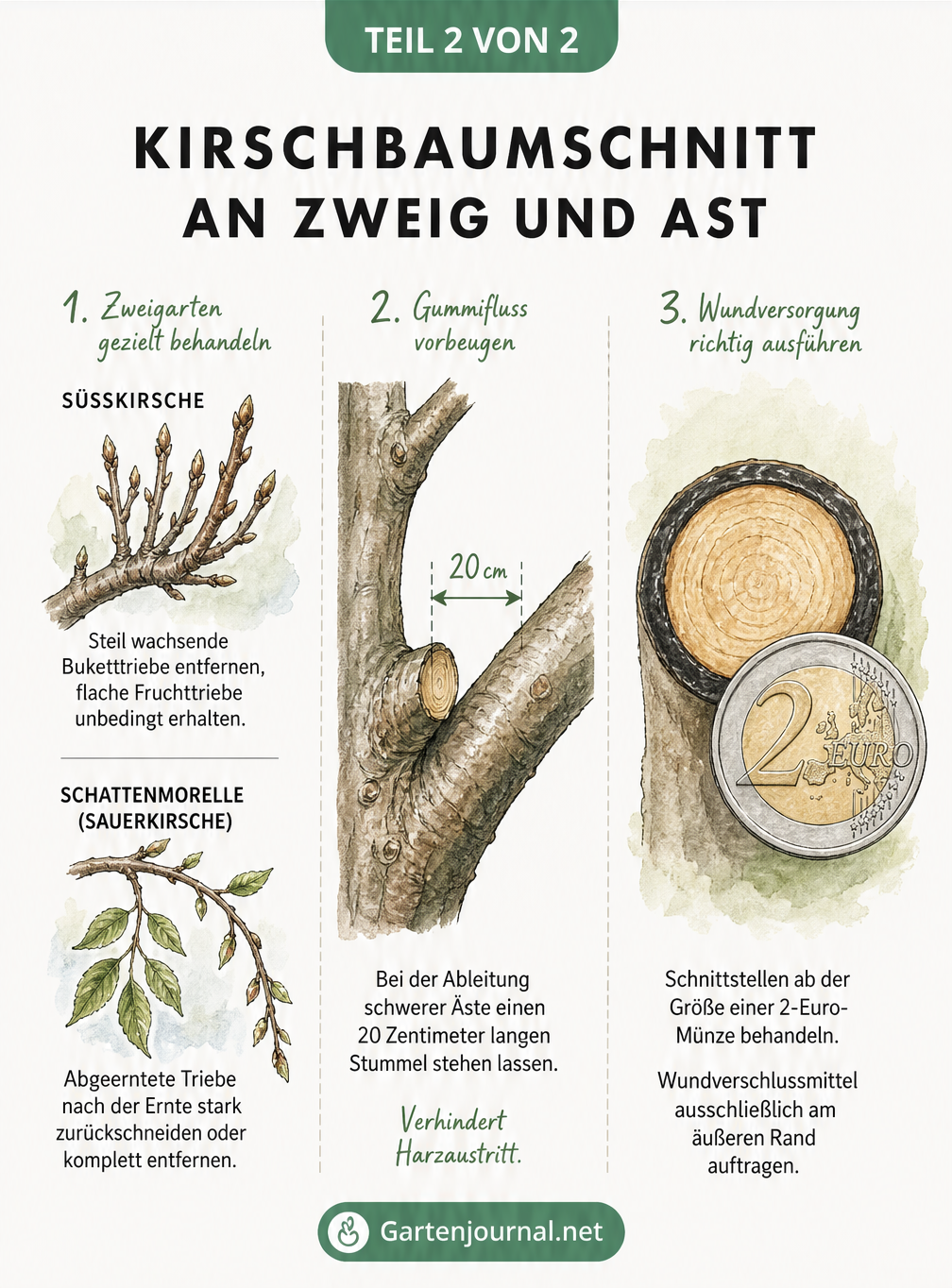 Detailzeichnung von Kirschbaumzweigen, die den Schnitt bei Süßkirschen und Sauerkirschen sowie die Wundversorgung und das Ableiten von Ästen zeigt.