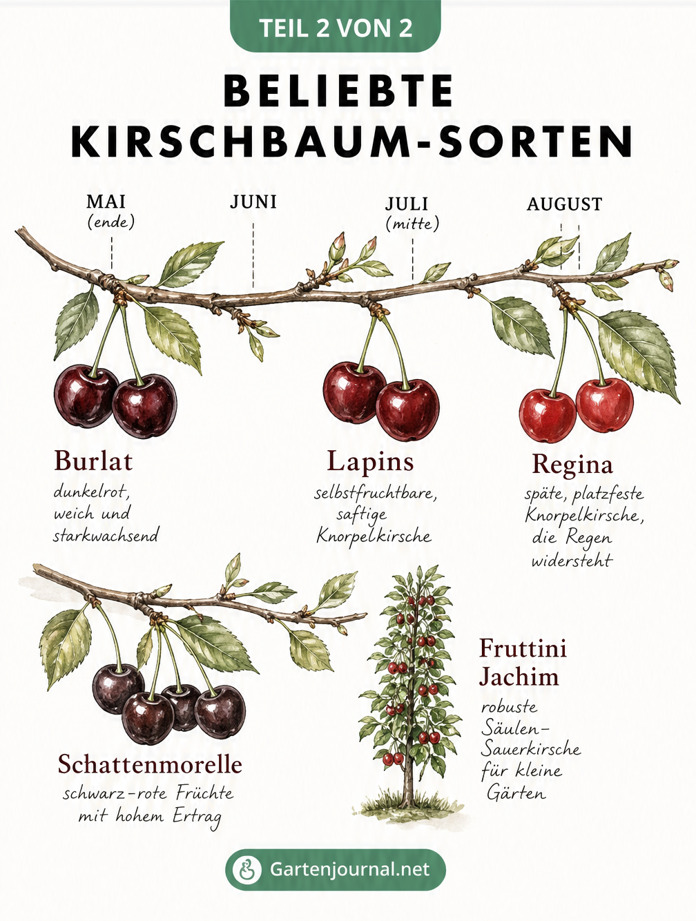 Erntekalender für Kirschbäume als illustrierter Zweig mit den Sorten Burlat, Lapins, Regina und Schattenmorelle