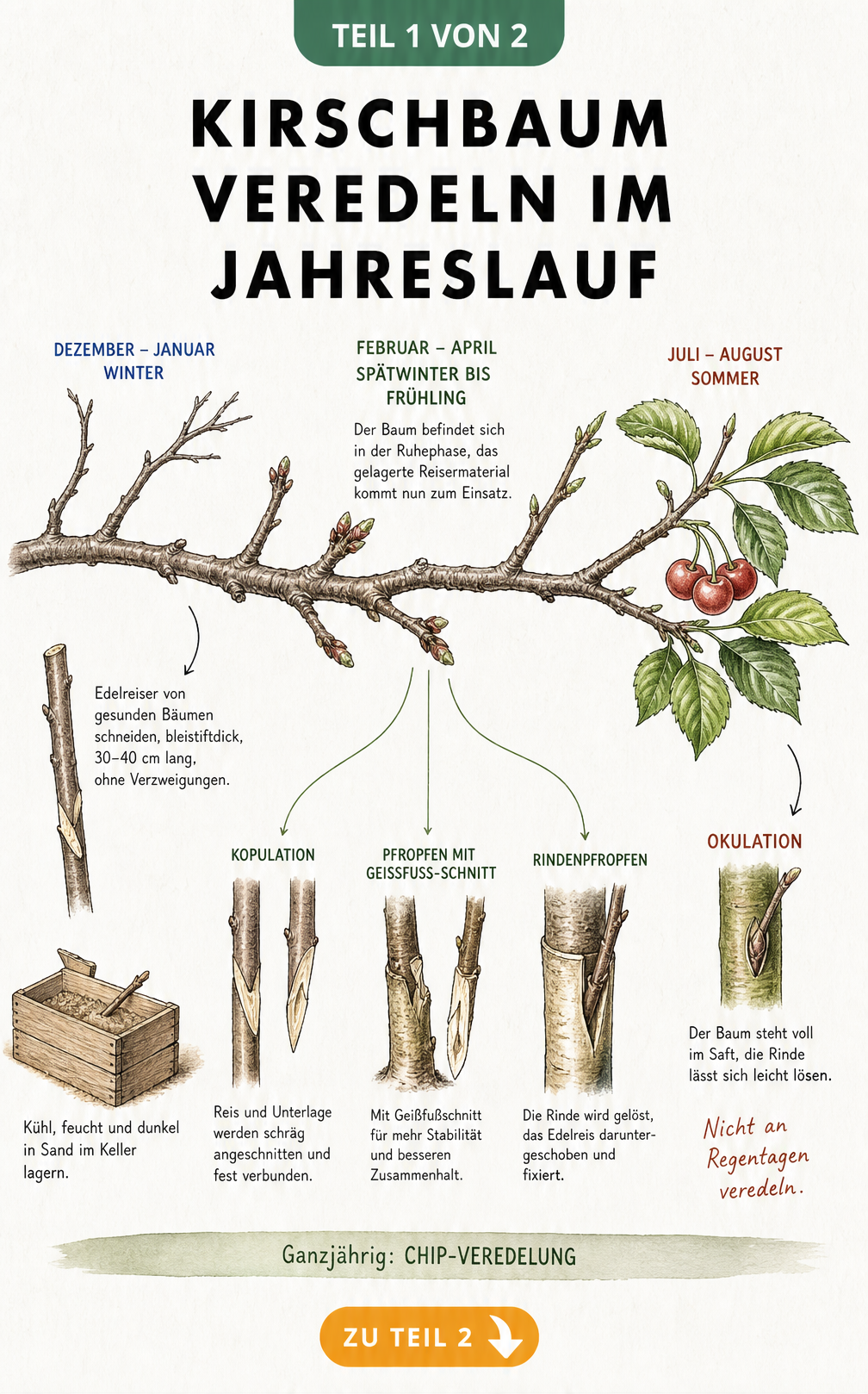 Illustration eines Kirschastes im Jahreslauf mit Veredelungsmethoden wie Kopulation und Okulation