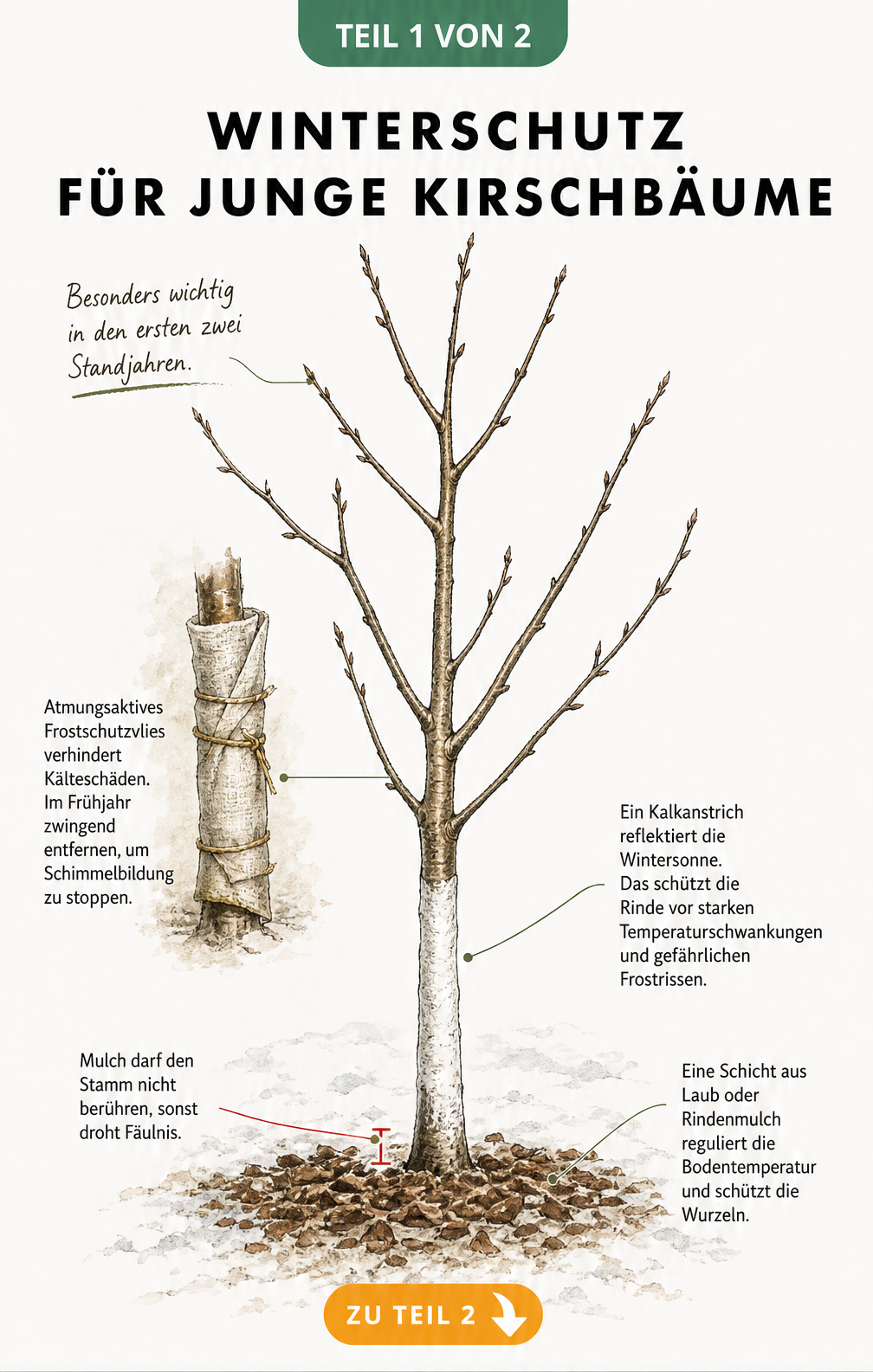 Illustration eines jungen Kirschbaums im Winter mit Frostschutzvlies, Kalkanstrich und Mulchschicht
