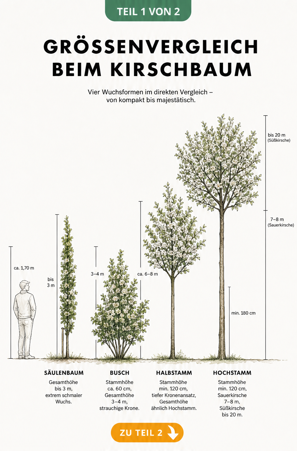 Größenvergleich von Kirschbäumen: Säulenbaum, Busch, Halbstamm und Hochstamm mit Höhenangaben