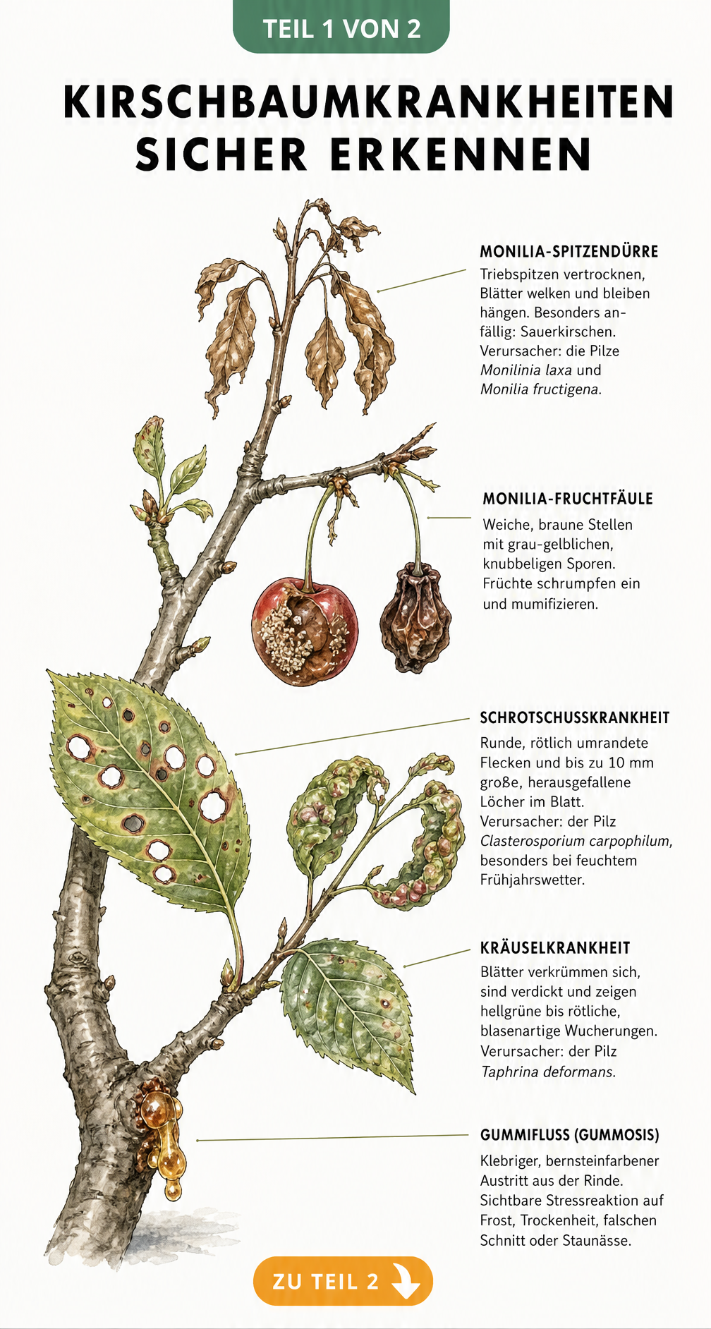 Botanische Illustration eines Kirschastes mit Schadbildern von Monilia, Schrotschusskrankheit, Kräuselkrankheit und Gummifluss