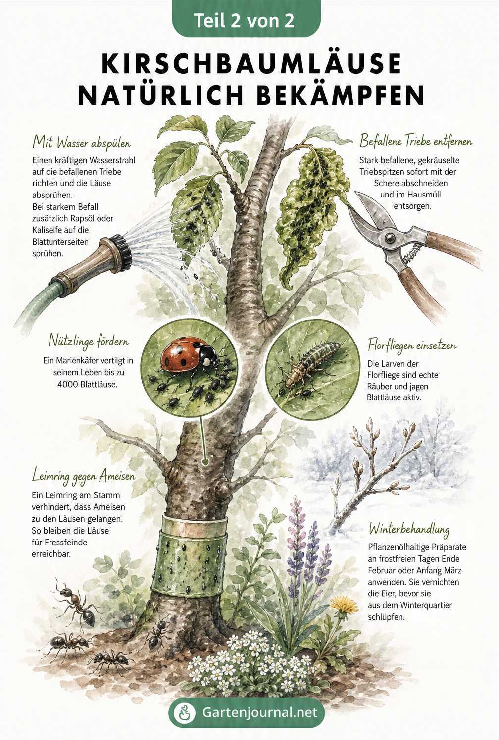 Illustration eines Kirschbaums mit natürlichen Maßnahmen gegen Blattläuse wie Leimring, Marienkäfer, Florfliegenlarve und Wasserstrahl