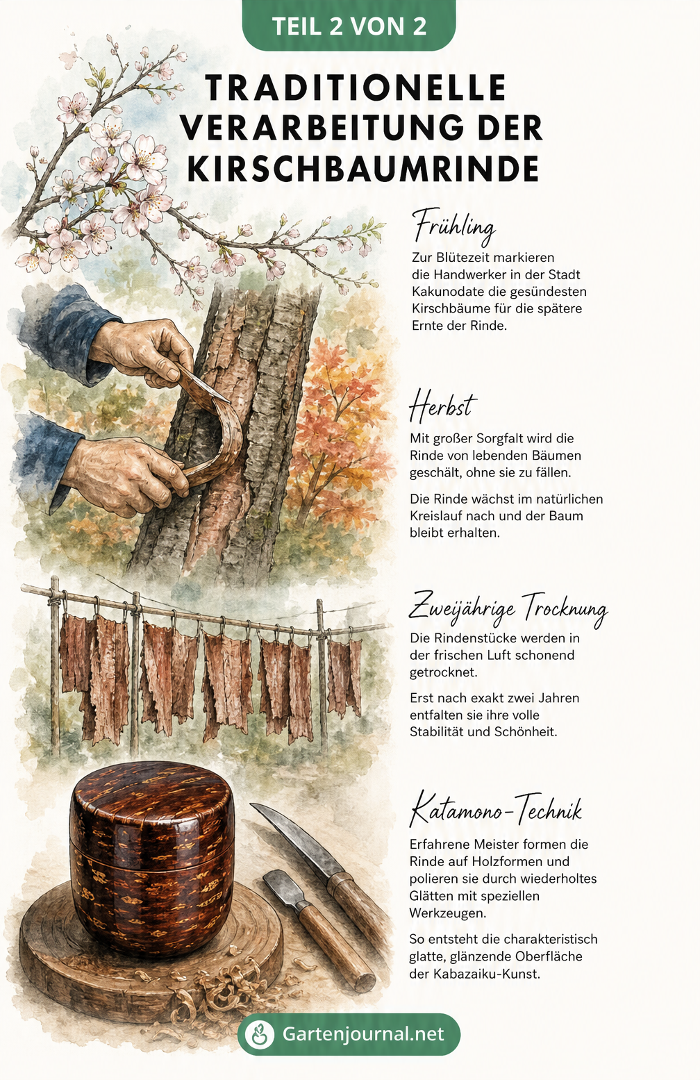 Aquarell-Illustration der traditionellen Kabazaiku-Handwerkskunst: Kirschblüten, nachhaltiges Schälen der Rinde und Polieren einer Teedose