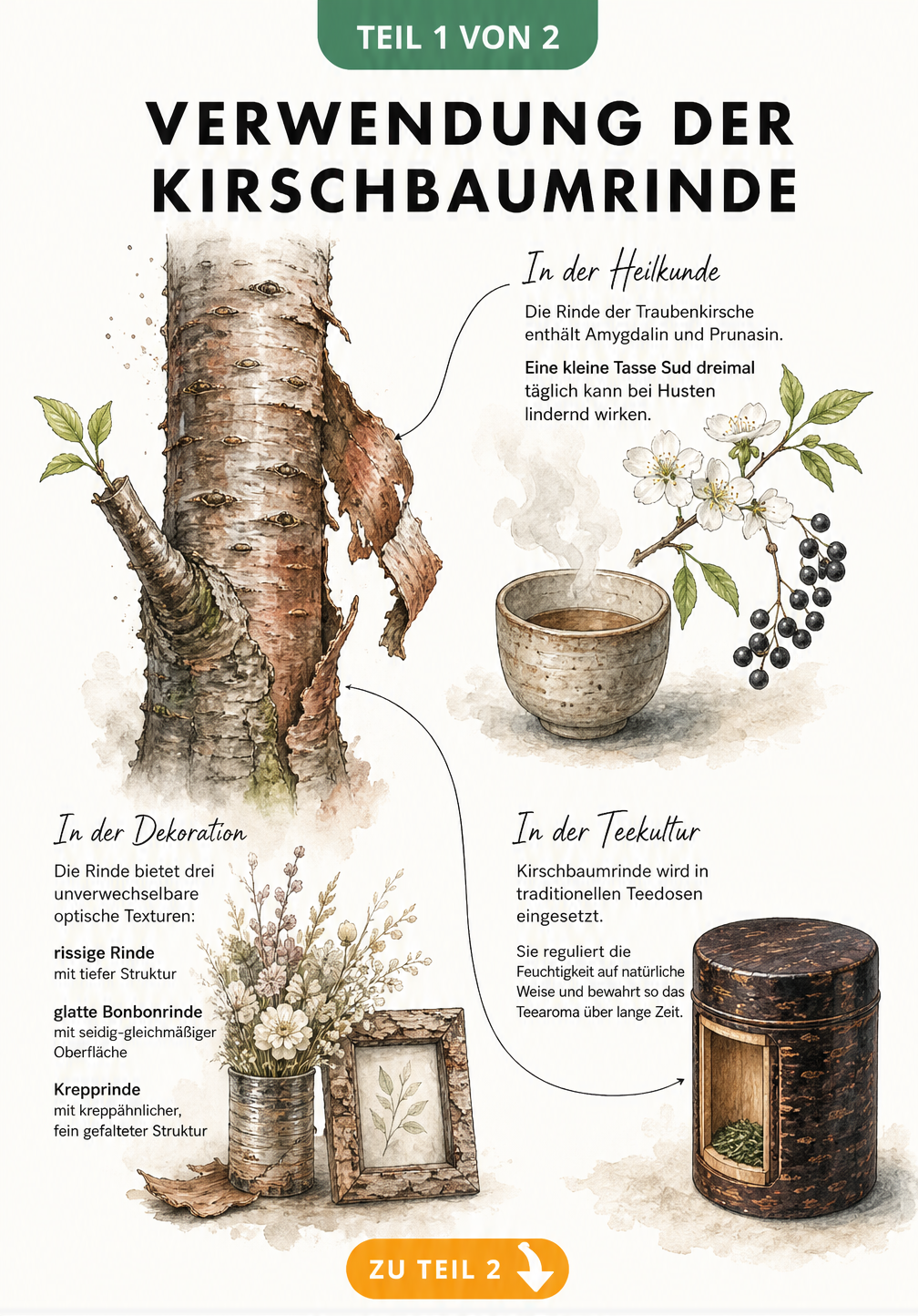 Botanische Aquarell-Illustration eines Kirschbaumstamms mit abrollender Rinde und Vignetten zu medizinischer, dekorativer und traditioneller Nutzung
