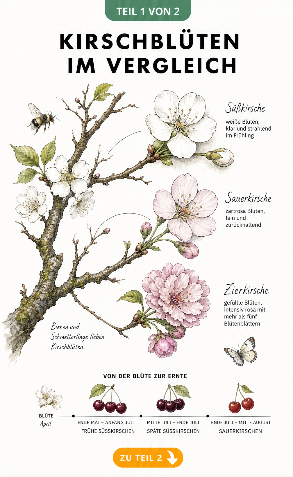 Botanische Illustration von Kirschblüten der Süßkirsche, Sauerkirsche und Zierkirsche mit Zeitstrahl zur Erntezeit
