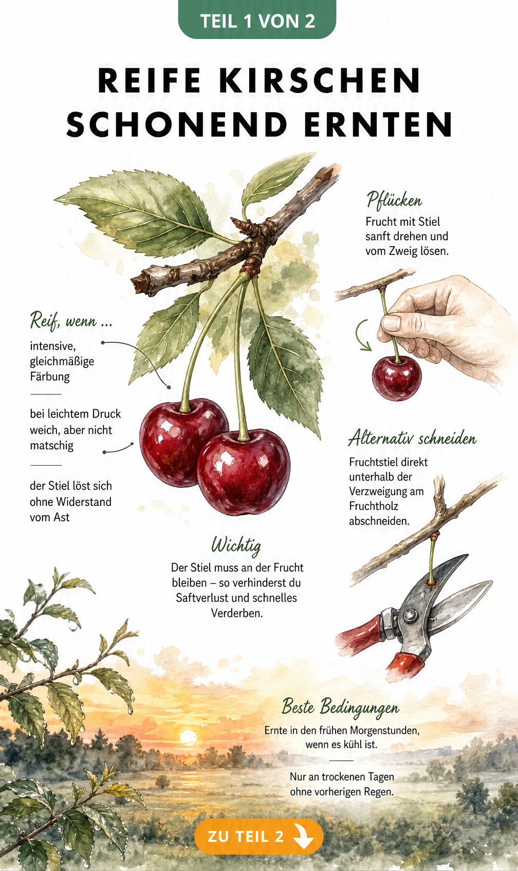Illustration eines Kirschzweiges mit reifen Kirschen, die Reifemerkmale und Pflücktechniken mit Hand und Schere zeigt.