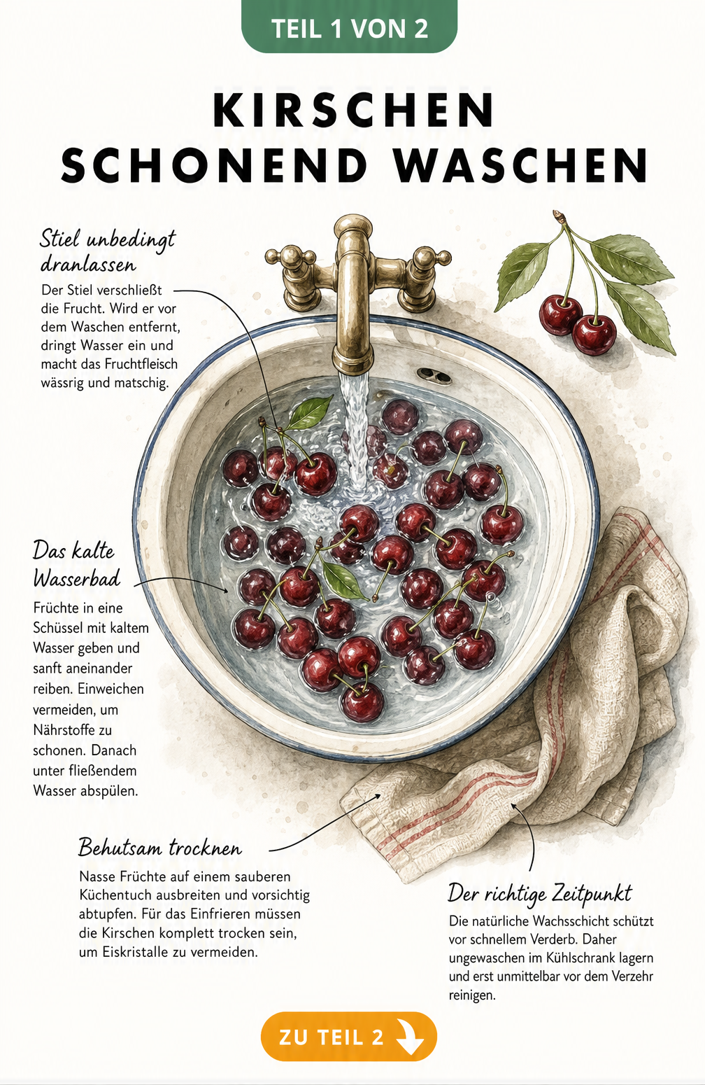 Illustration eines Spülbeckens mit Kirschen im Wasserbad und einem Leinentuch zum schonenden Waschen