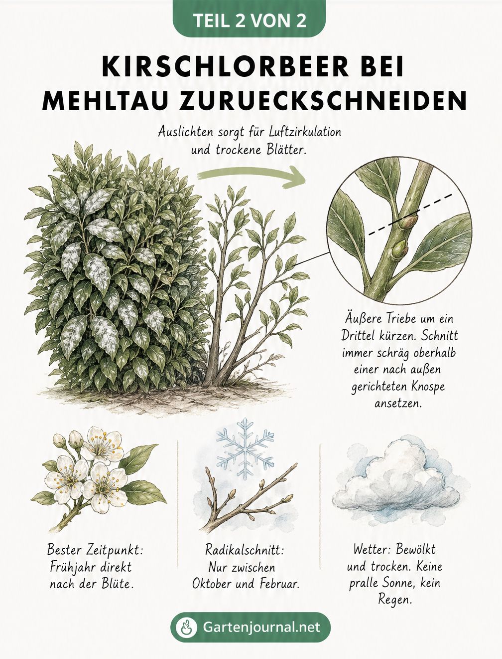 Skizze eines Kirschlorbeerstrauchs, die das Auslichten, die Schnittführung über einer Knospe und den optimalen Zeitpunkt zeigt