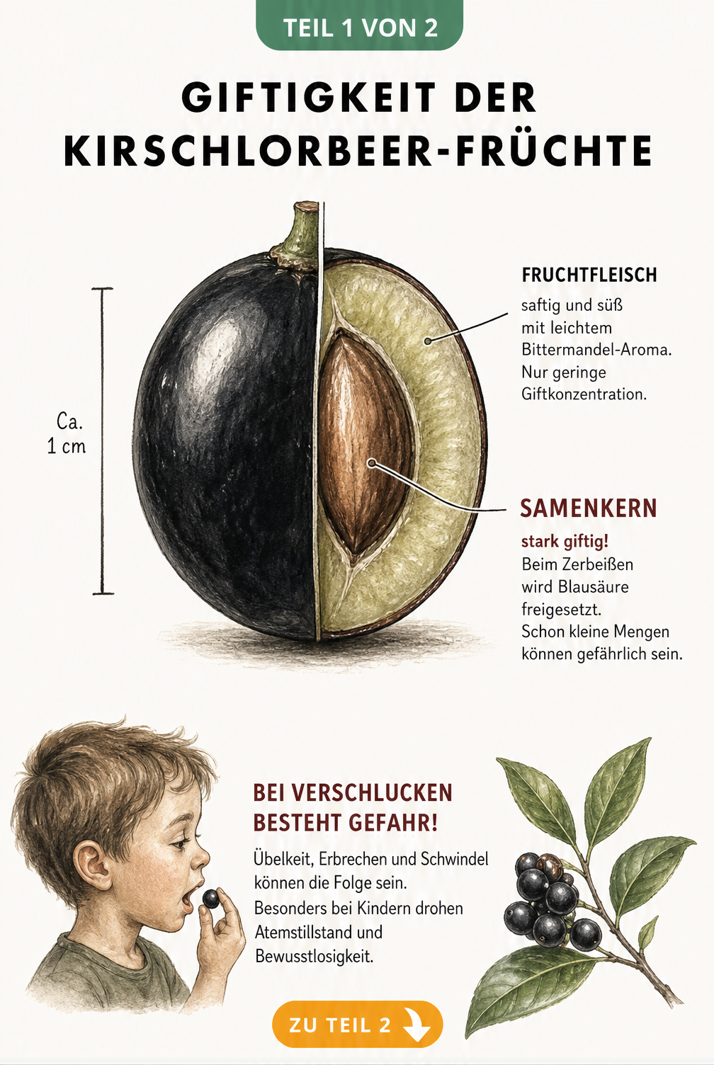 Botanische Schnittzeichnung einer Kirschlorbeer-Beere mit Erklärungen zur Giftigkeit von Fruchtfleisch und Samenkern