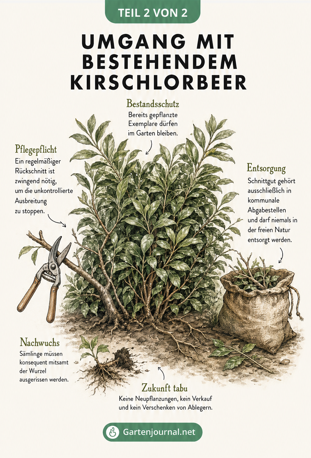 Illustration eines Kirschlorbeer-Strauchs mit Hinweisen zu Bestandsschutz, Rückschnitt, Entfernung von Sämlingen und korrekter Entsorgung.