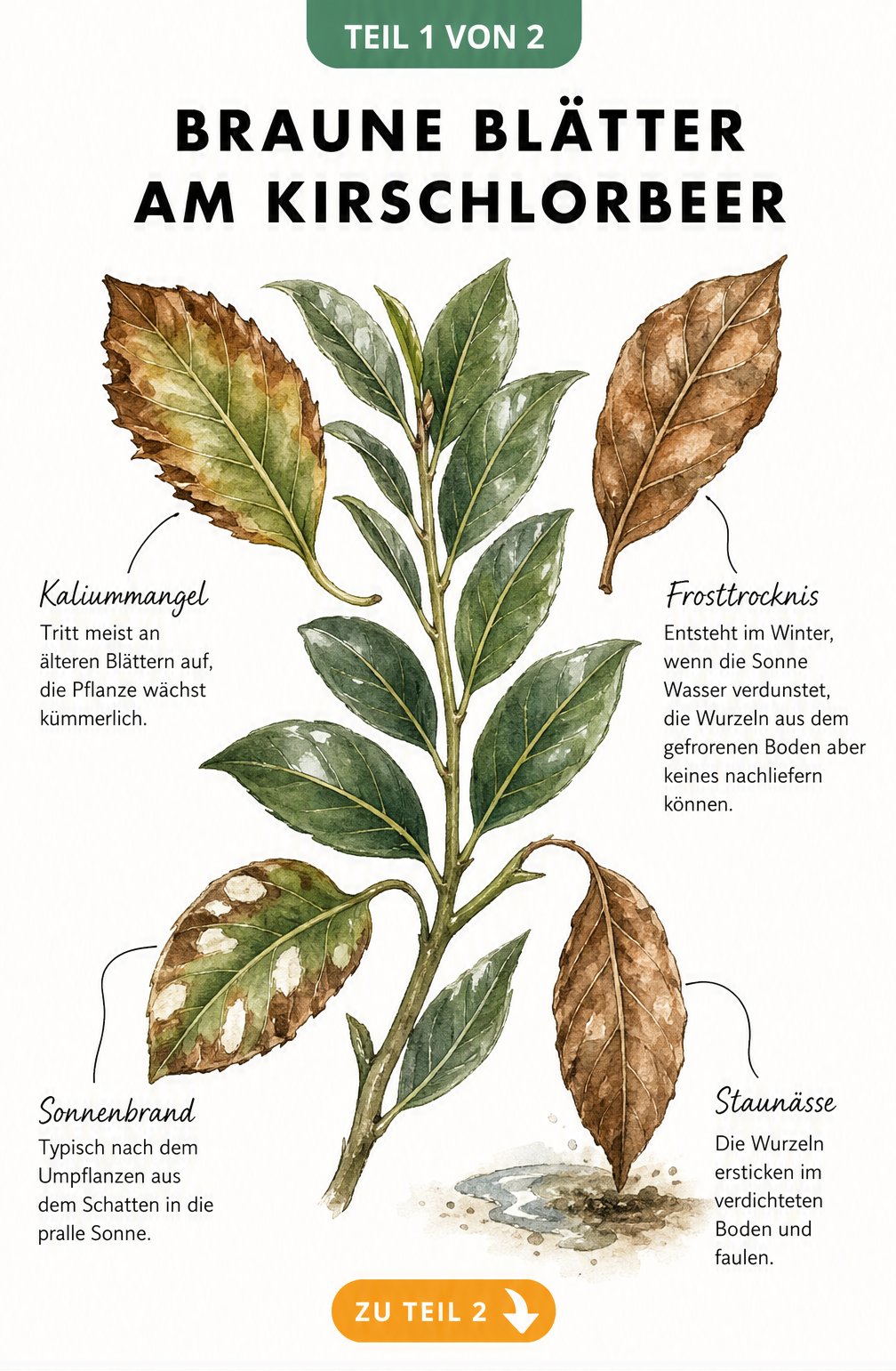 Illustration eines Kirschlorbeerzweigs mit vier Blättern, die Schadbilder wie Kaliummangel, Frosttrocknis, Sonnenbrand und Staunässe zeigen.