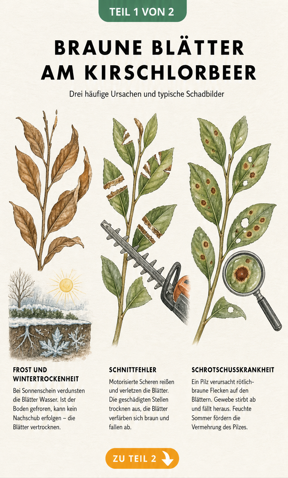 Illustration von Kirschlorbeer-Zweigen mit braunen Blättern durch Frost, Schnittfehler und Schrotschusskrankheit
