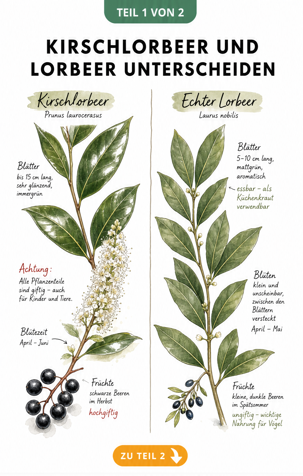 Botanische Illustration von Kirschlorbeer und echtem Lorbeer mit Blättern, Blüten und Beeren im Vergleich