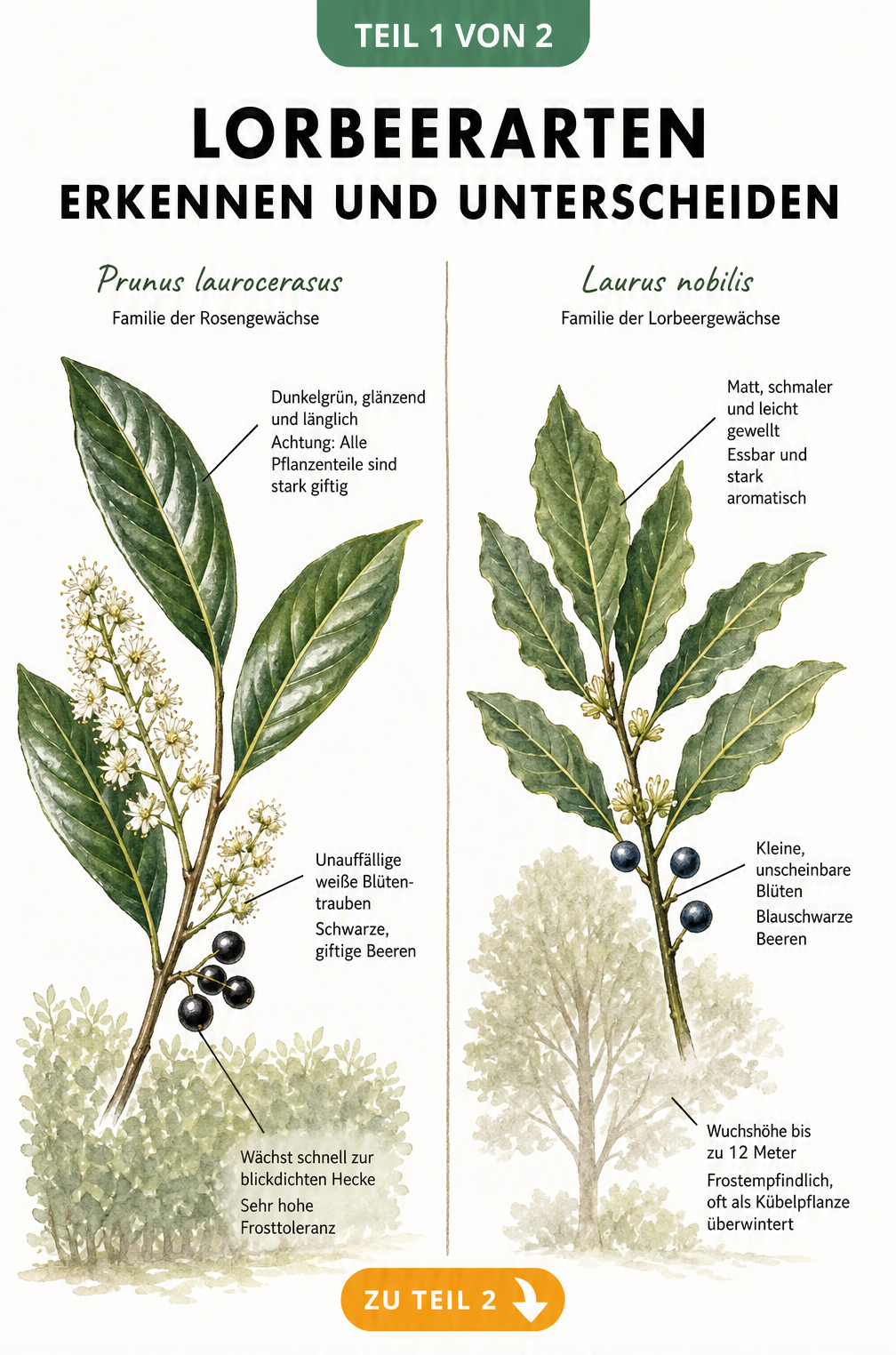 Botanische Gegenüberstellung von Kirschlorbeer und Echtem Lorbeer mit Blättern, Blüten und Wuchsform