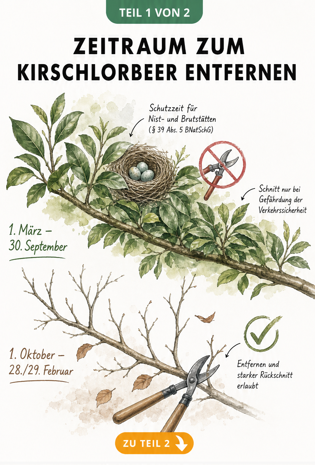 Zeitleiste zeigt den erlaubten Zeitraum zum Entfernen von Kirschlorbeer von Oktober bis Februar