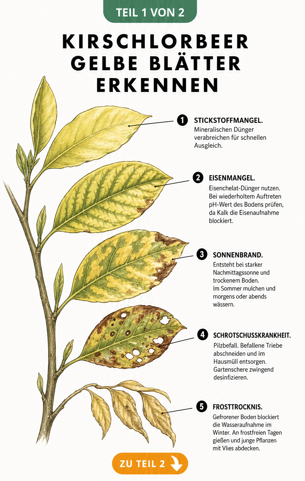 Illustration eines Kirschlorbeerzweigs mit fünf verschiedenen Schadbildern wie gelben Blättern, braunen Flecken und Löchern.