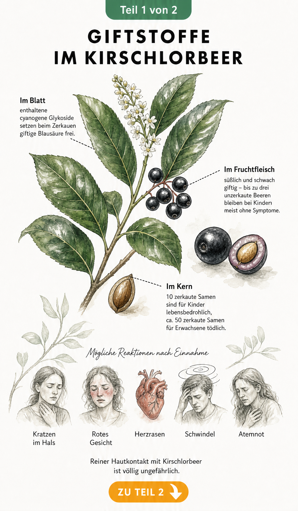 Botanische Illustration eines Kirschlorbeerzweigs mit Blättern, Beeren und aufgeschnittenem Kern, die die giftigen Pflanzenteile und Symptome wie Atemnot und...