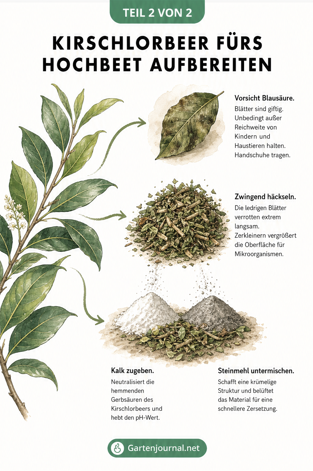 Illustration zur Aufbereitung von Kirschlorbeer für das Hochbeet: Warnung vor Blausäure, Häckseln der Blätter und Zugabe von Kalk und Steinmehl.