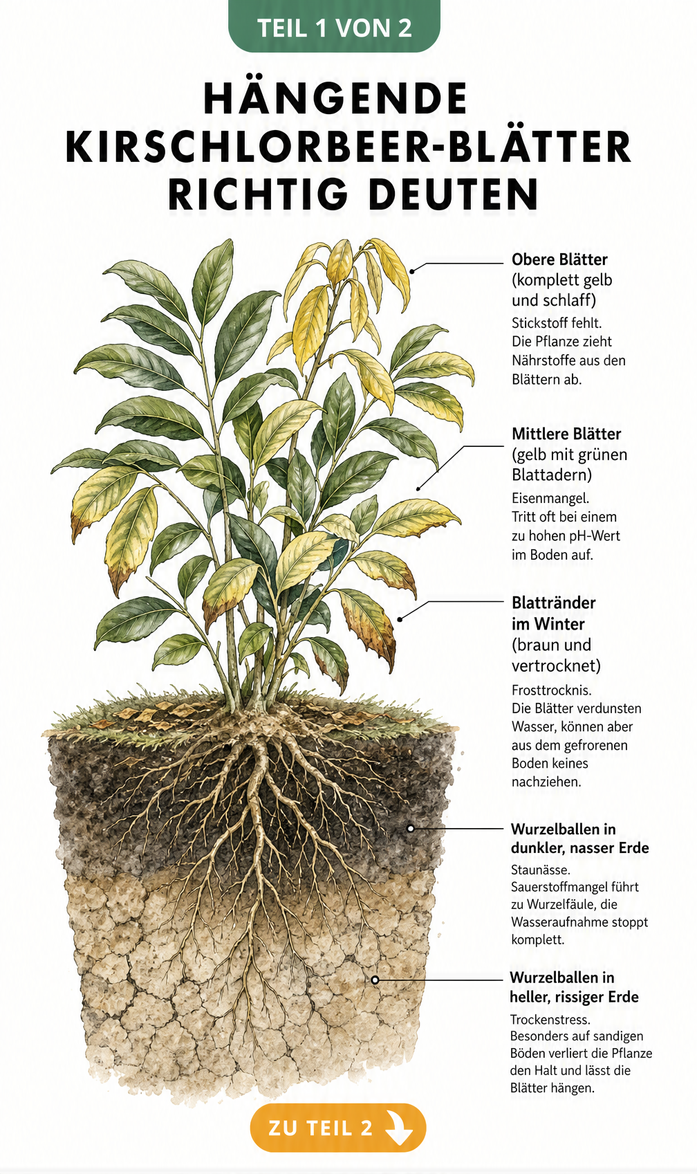 Botanische Illustration eines Kirschlorbeerstrauchs im Querschnitt, die Ursachen für hängende Blätter wie Stickstoffmangel, Eisenmangel, Frosttrocknis,...