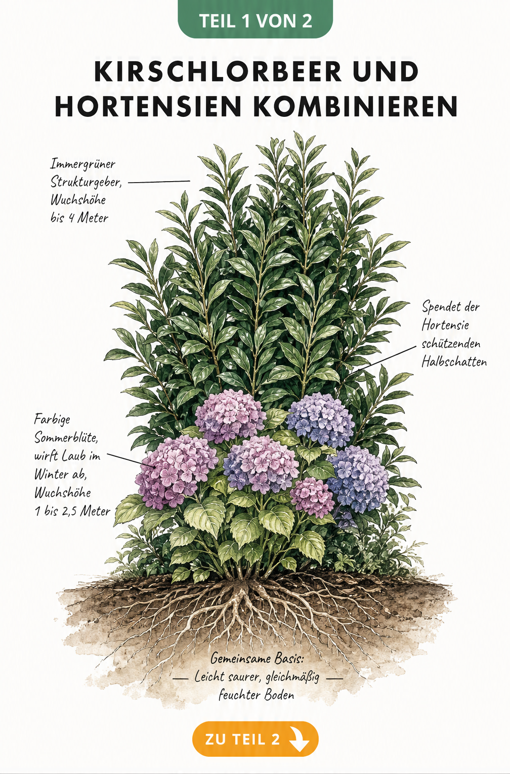 Aquarell-Illustration von Kirschlorbeer und Hortensie mit Notizen zu Wuchshöhe und Bodenansprüchen