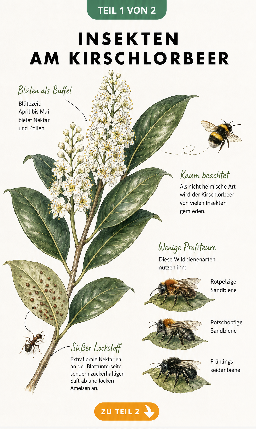 Botanische Illustration eines Kirschlorbeerzweigs mit Blüten, extrafloralen Nektarien und Insekten wie Hummel und Wildbienen