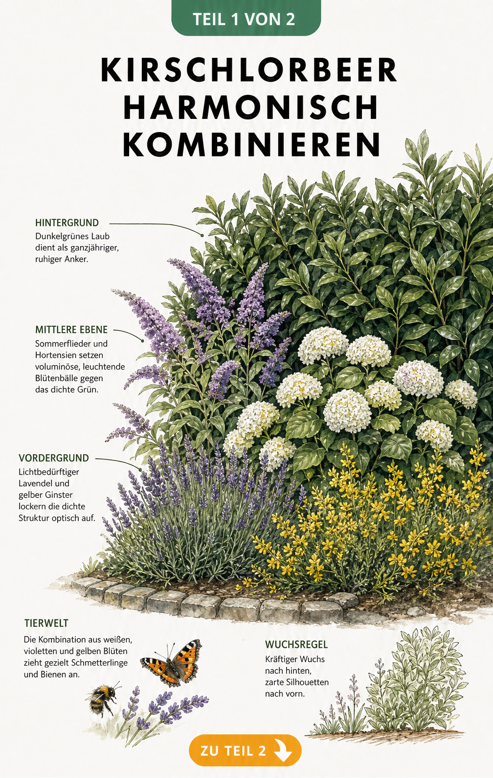 Aquarell-Zeichnung einer Kirschlorbeerhecke kombiniert mit Sommerflieder, Hortensien, Lavendel und Ginster