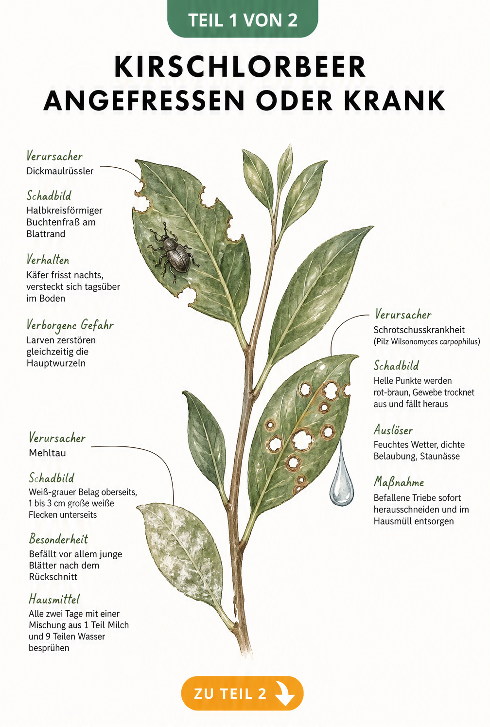 Botanische Illustration eines Kirschlorbeerzweigs mit Fraßspuren durch Dickmaulrüssler, Schrotschusskrankheit und Mehltau.
