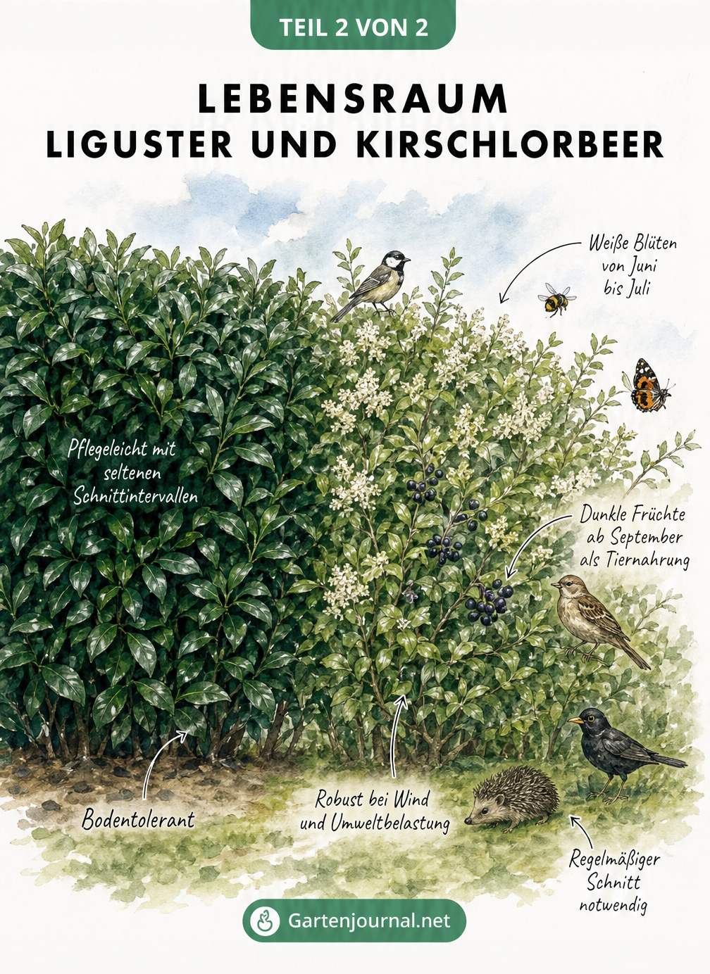 Aquarell-Zeichnung einer Kirschlorbeer- und Ligusterhecke mit Tieren und Pflegehinweisen