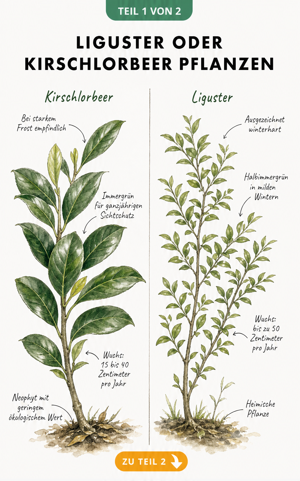 Botanische Illustration von Kirschlorbeer und Liguster mit Wuchs- und Pflegehinweisen