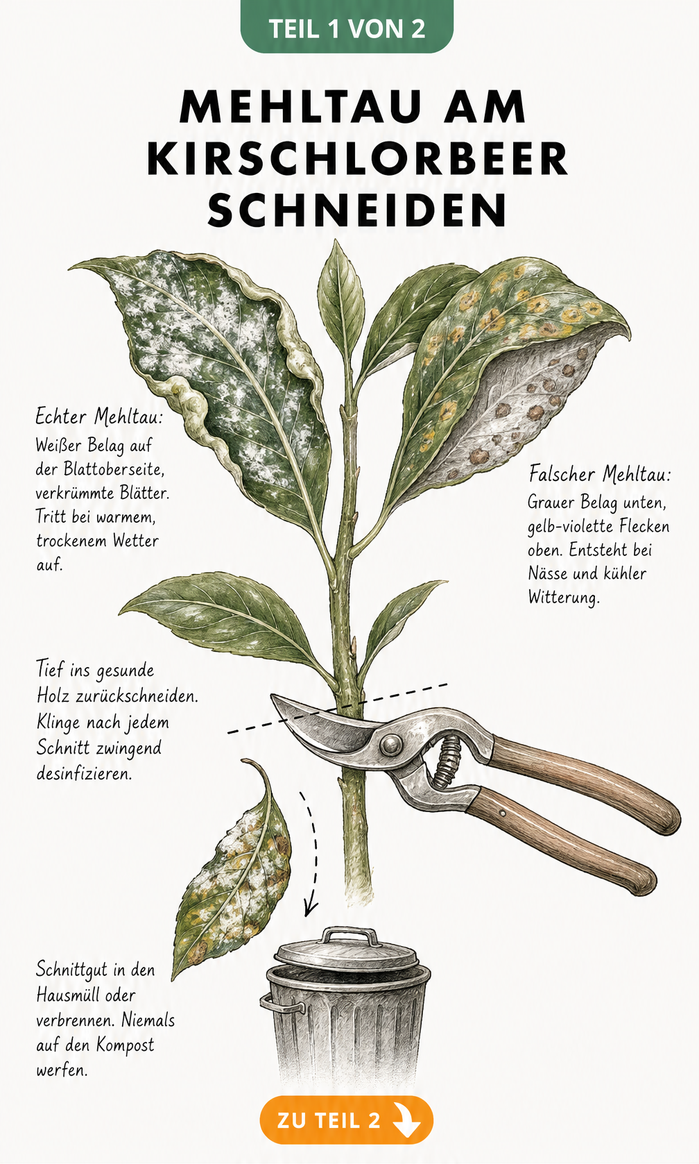 Botanische Illustration von Echtem und Falschem Mehltau an Kirschlorbeerblättern mit Anleitung zum Rückschnitt und zur Entsorgung