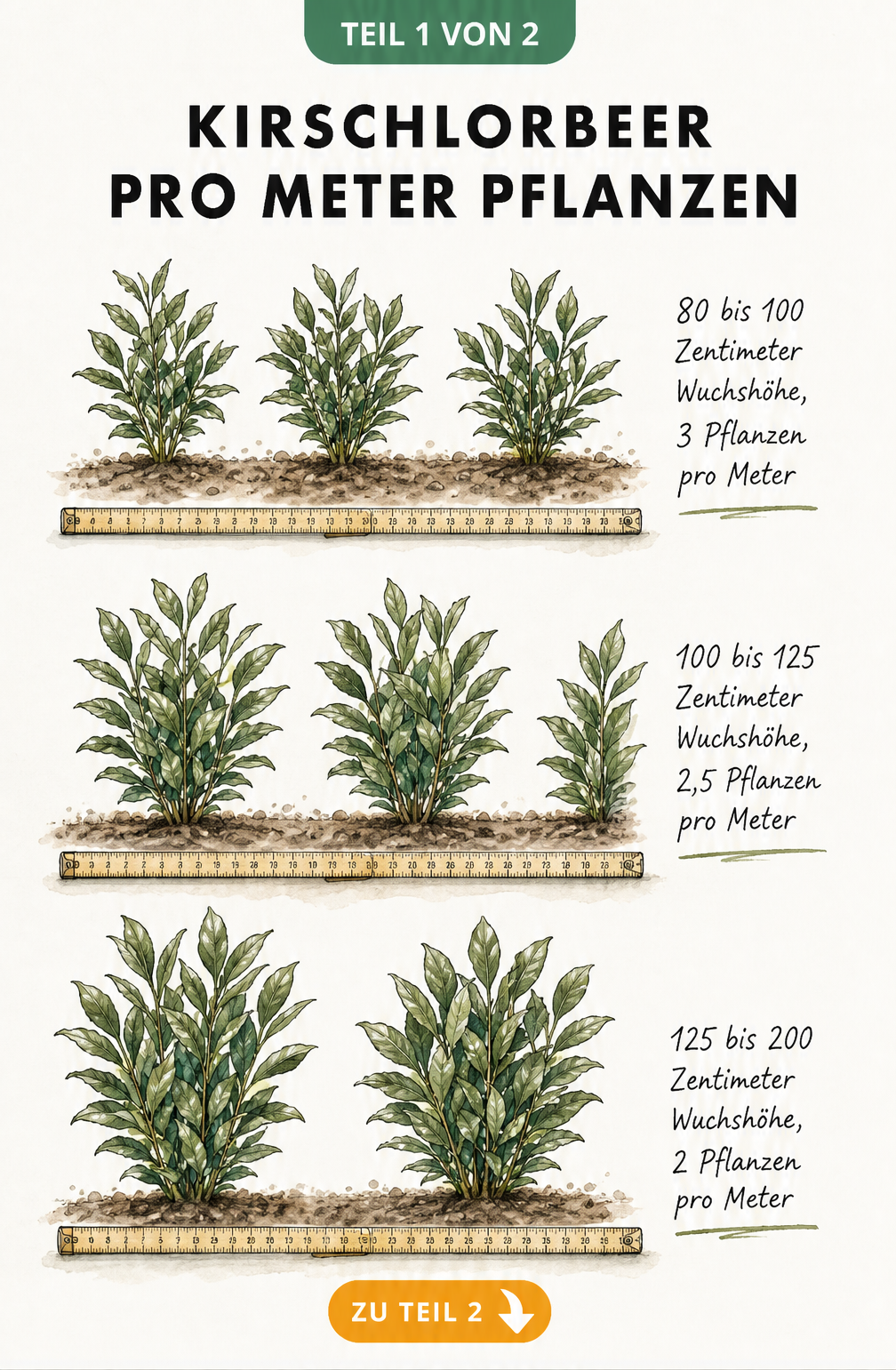 Botanische Illustration zeigt den Pflanzabstand von Kirschlorbeer pro Meter je nach Wuchshöhe