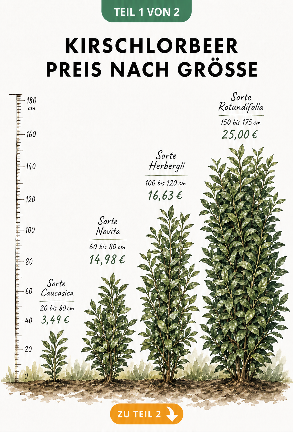 Illustration von vier Kirschlorbeer-Pflanzen unterschiedlicher Größe mit Preis- und Sortenangaben