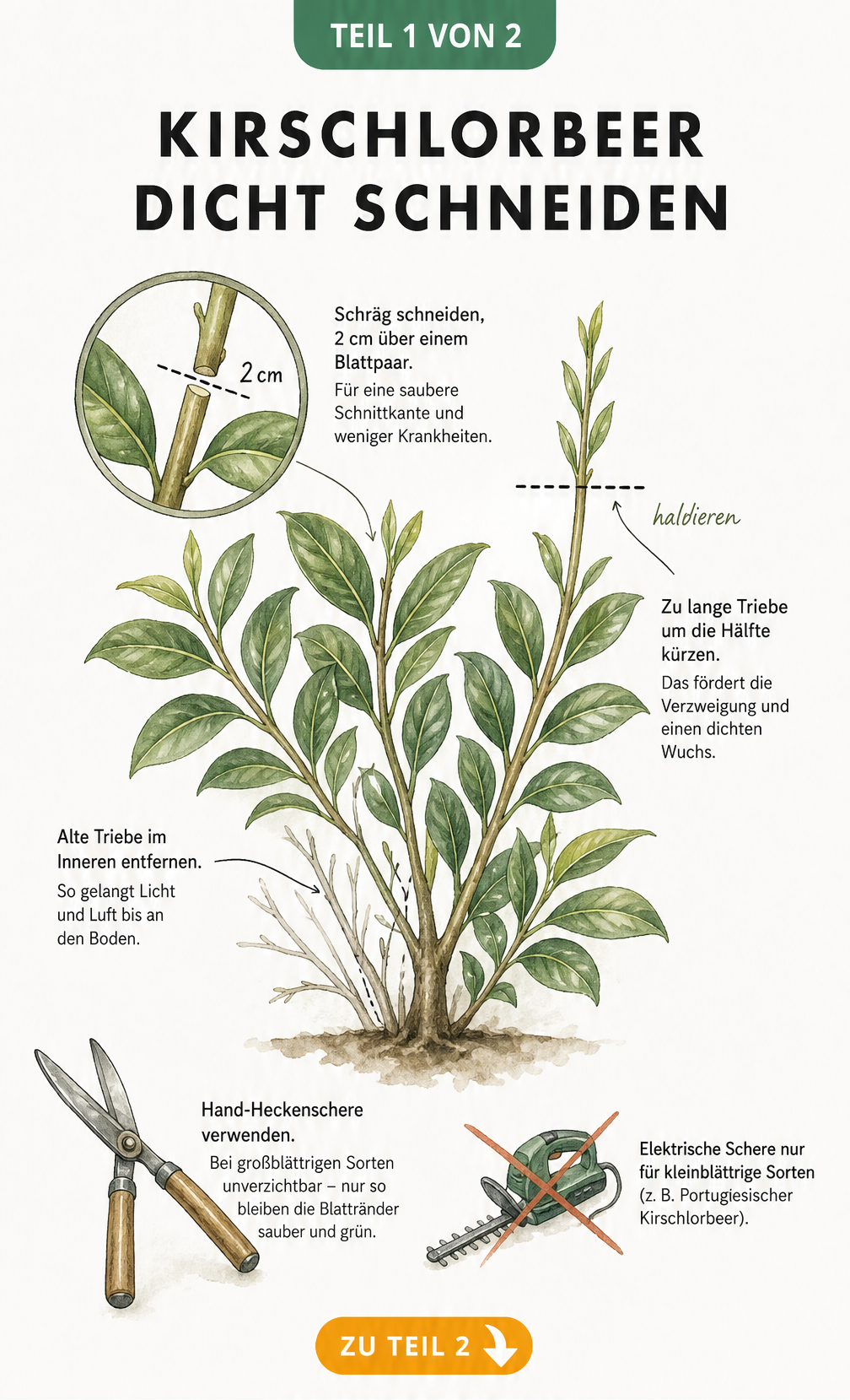Botanische Illustration eines Kirschlorbeerzweigs mit Anleitung zum richtigen Schnitt und Werkzeug
