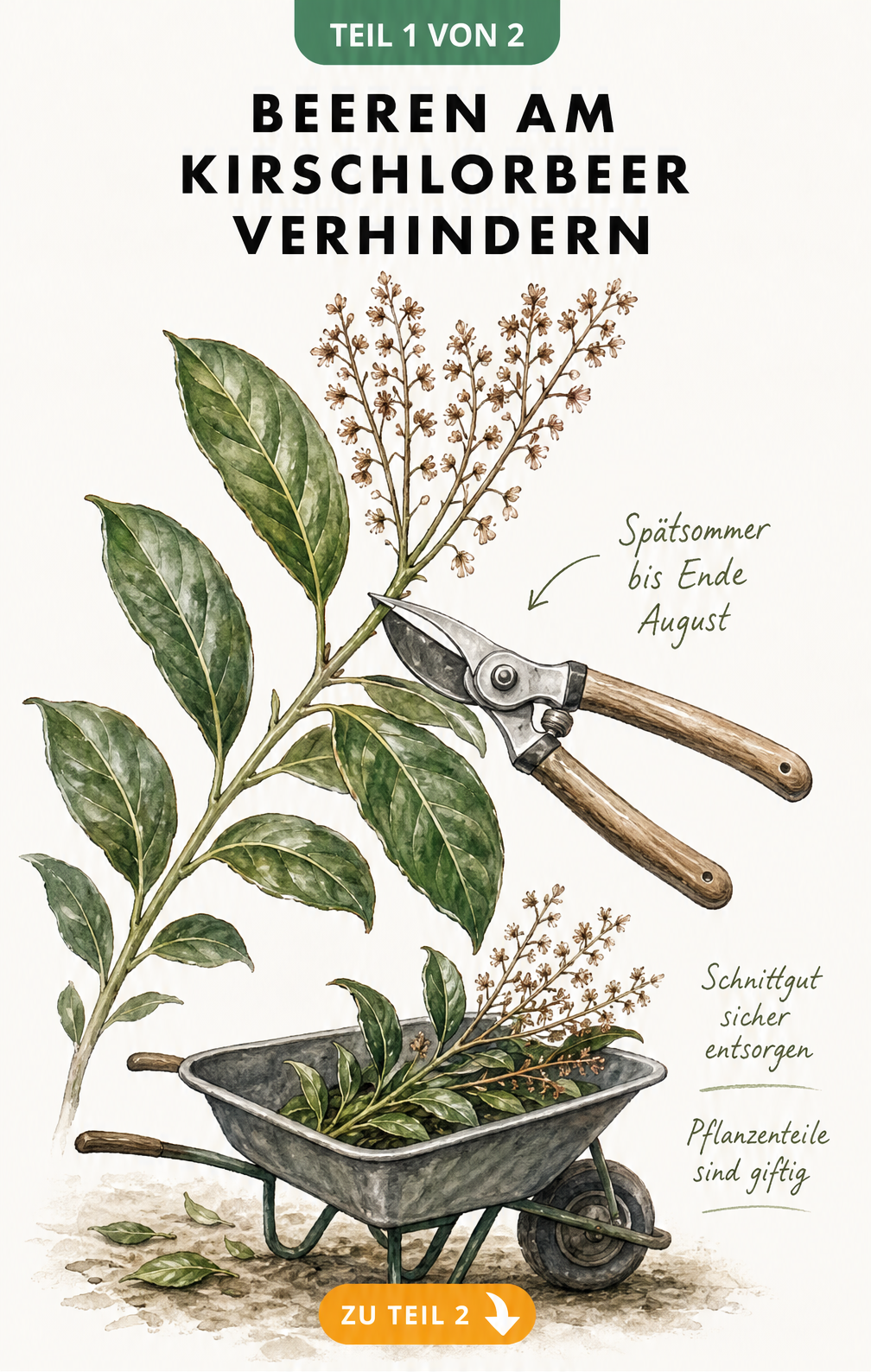 Botanische Illustration eines Kirschlorbeerzweigs mit verblühten Rispen und einer Gartenschere, die den Rückschnitt im Spätsommer zeigt.