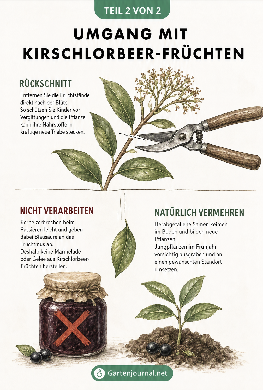 Illustration zum Rückschnitt von Kirschlorbeerzweigen, einem Einmachglas mit Warnkreuz und einem Kirschlorbeer-Sämling