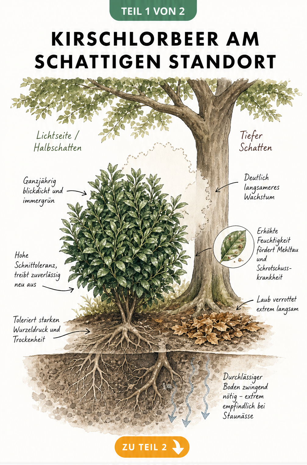 Botanische Querschnitts-Illustration eines Kirschlorbeerstrauchs unter einem Laubbaum, die Vorteile wie blickdichtes Laub und Nachteile wie langsames Wachstum...