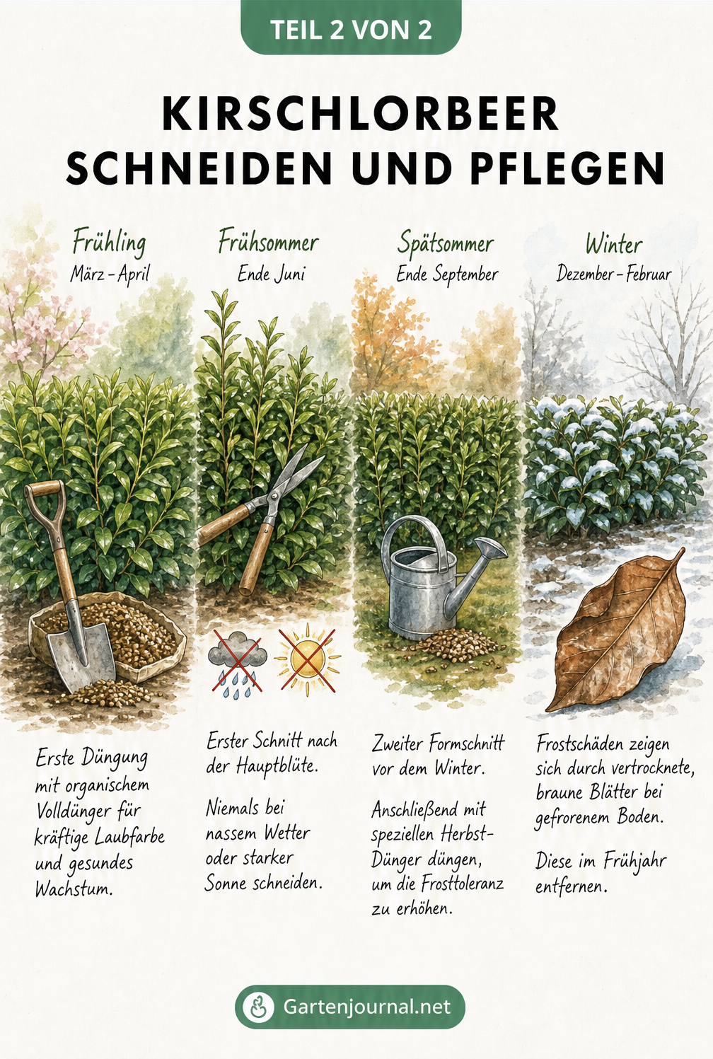 Aquarell-Illustration zur Pflege und zum Schnitt von Kirschlorbeer im Jahresverlauf