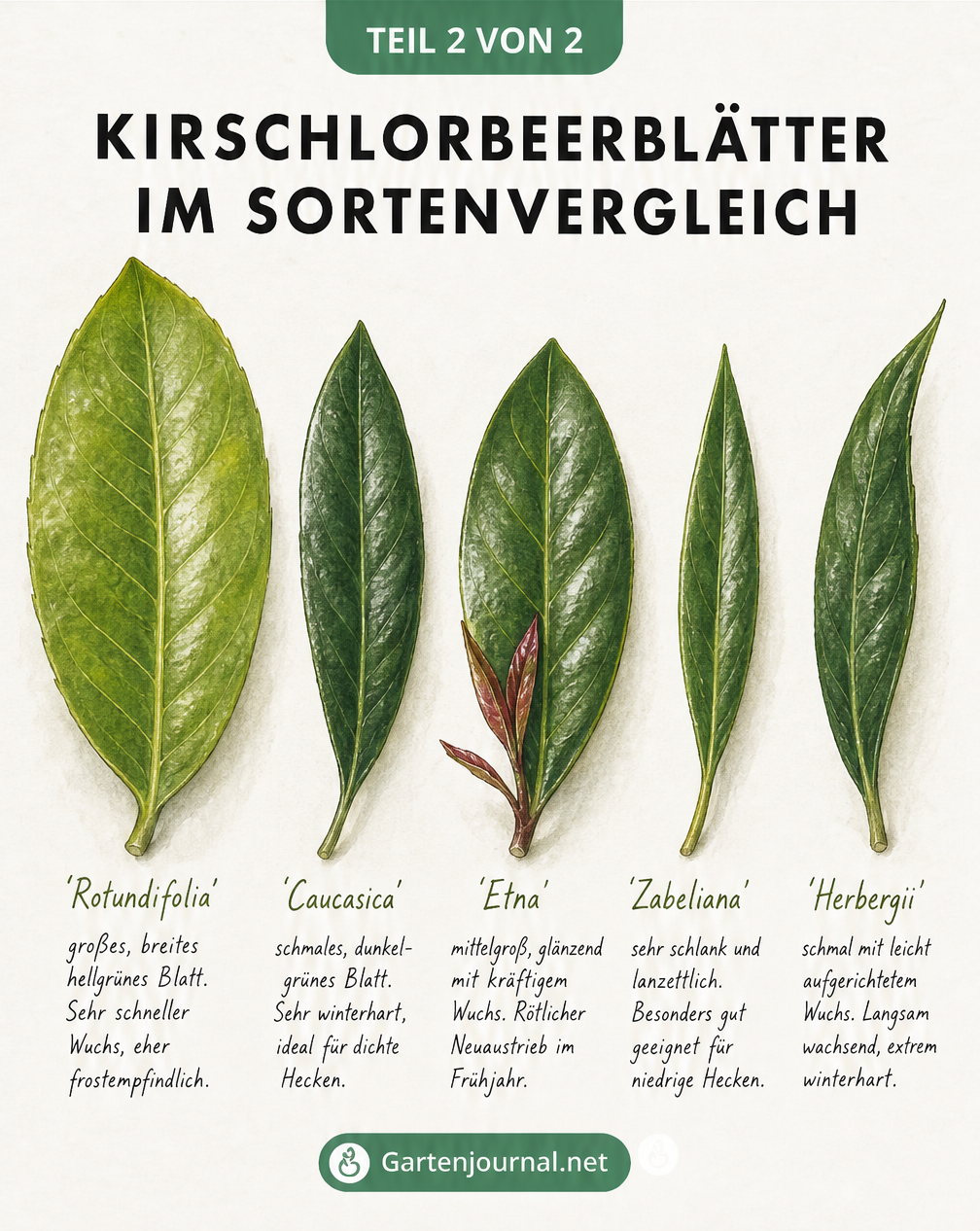 Vergleich von fünf Kirschlorbeer-Sorten anhand ihrer Blätter: Rotundifolia, Caucasica, Etna, Zabeliana und Herbergii